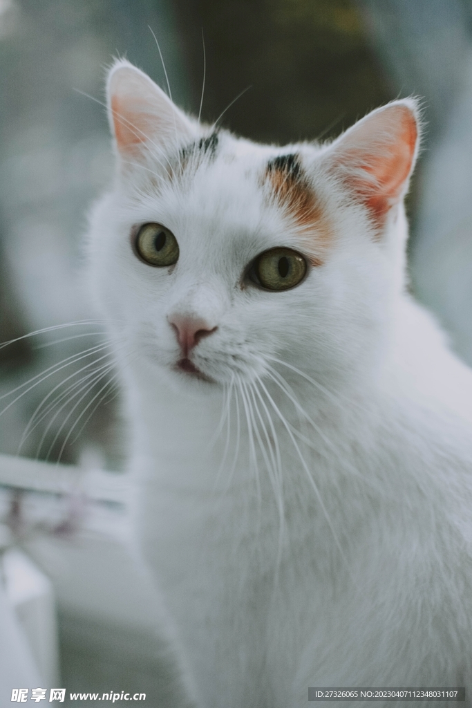 猫 