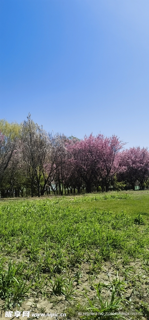蓝天草地风景图片 