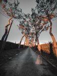 黄昏道旁树