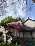枫叶   