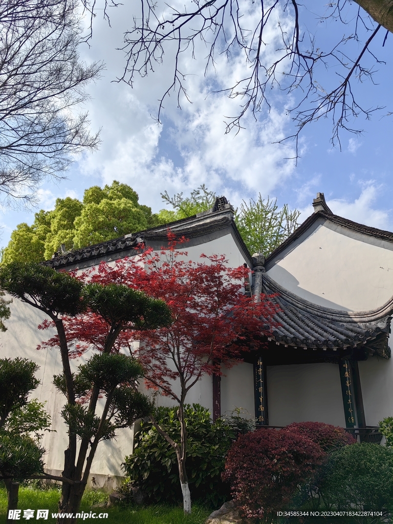 枫叶   