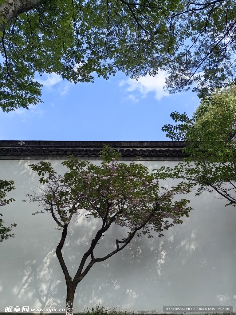 海棠