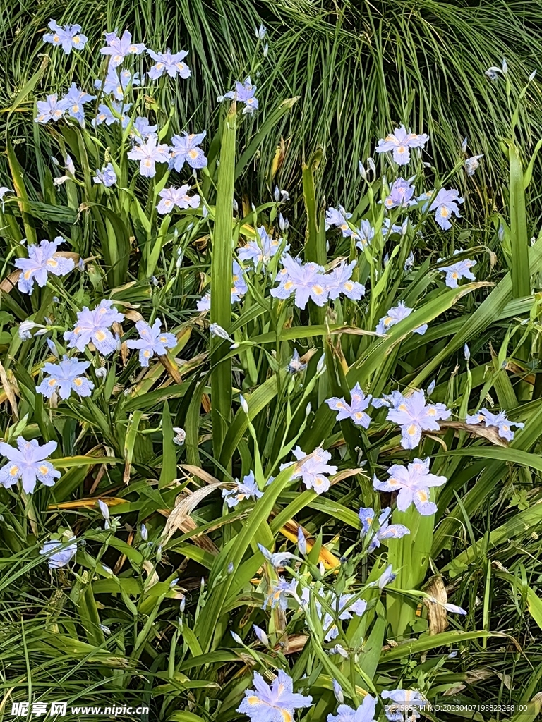 小花   