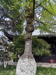 银杏  