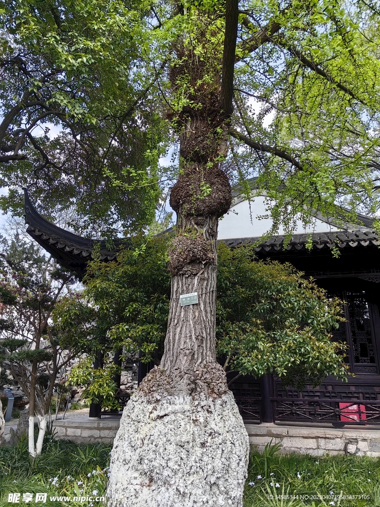 银杏  