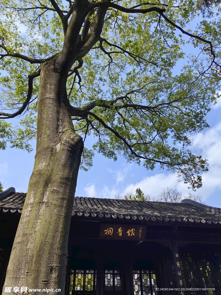 大树  