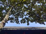 树与屋檐  