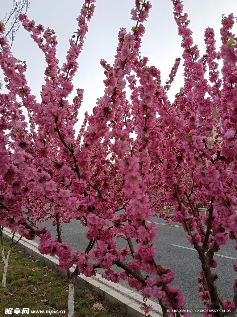 樱花