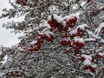 雪景图片