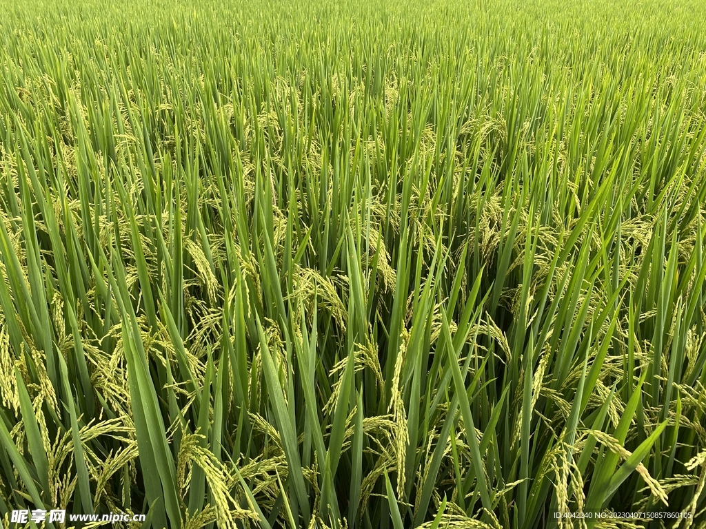 稻田