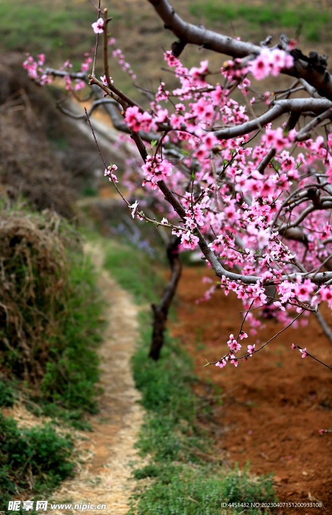 桃花源