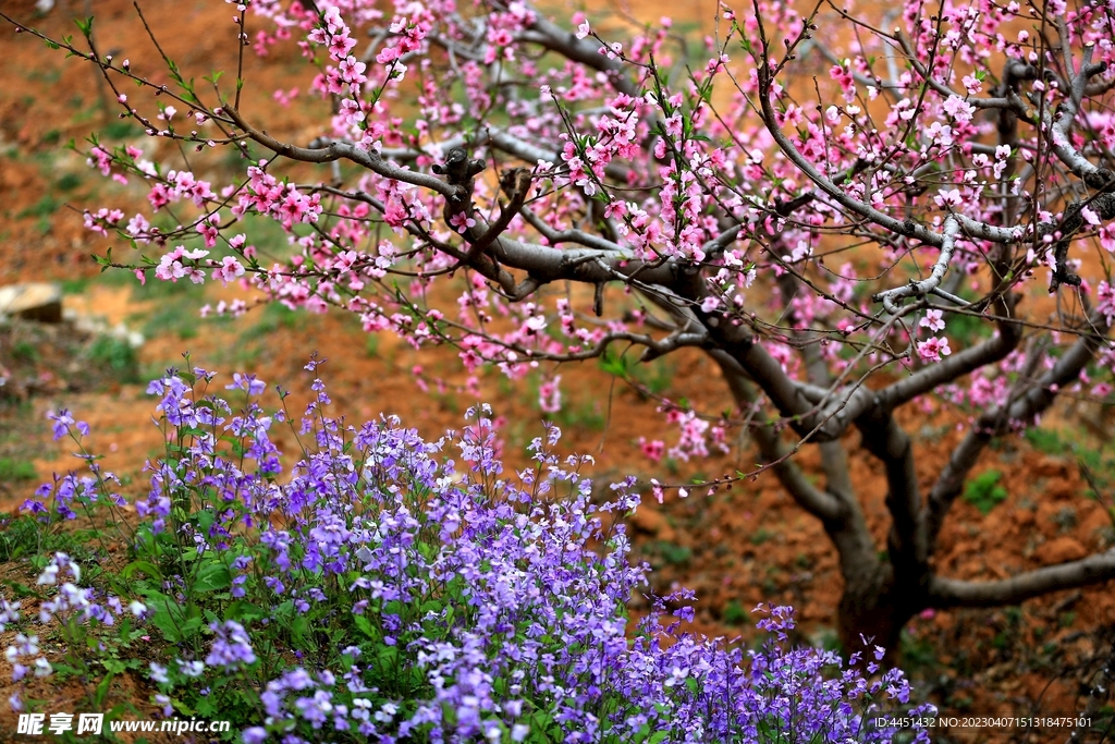 桃花