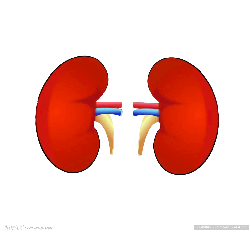 健康医学双肾插图