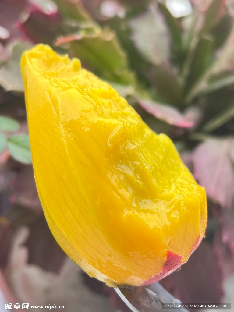 贵妃芒