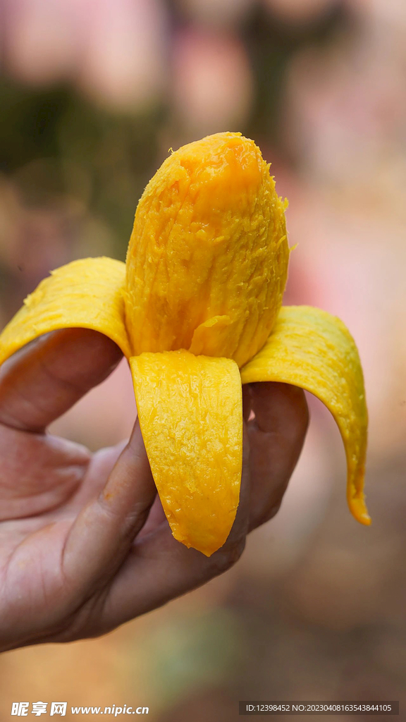 芒果