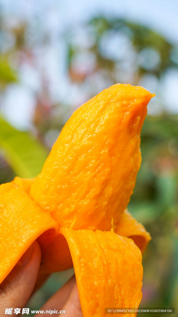芒果