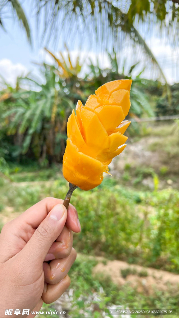 芒果