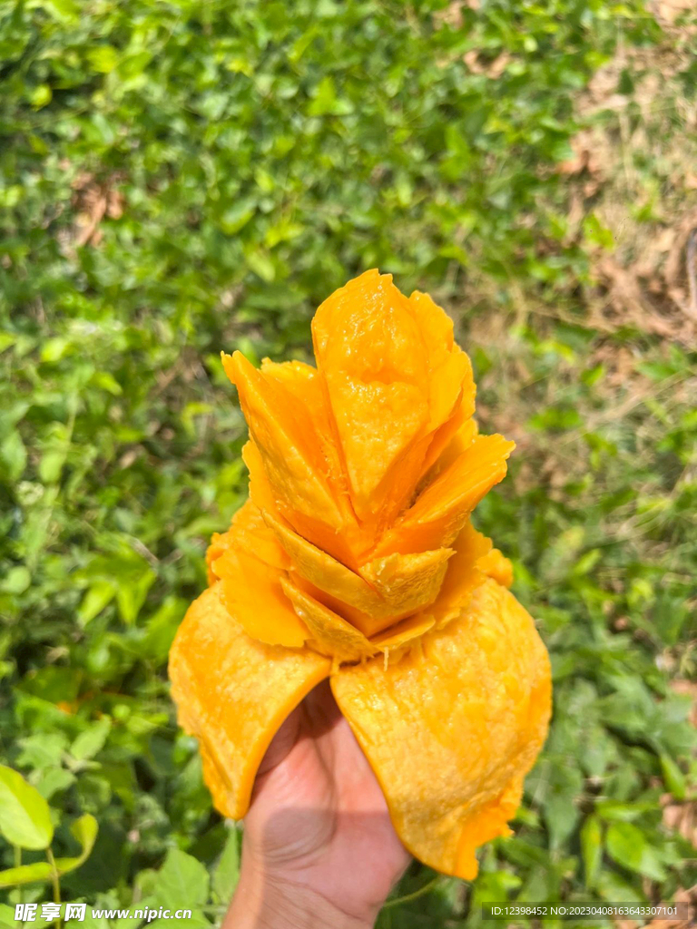 芒果