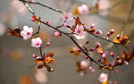 鲜花
