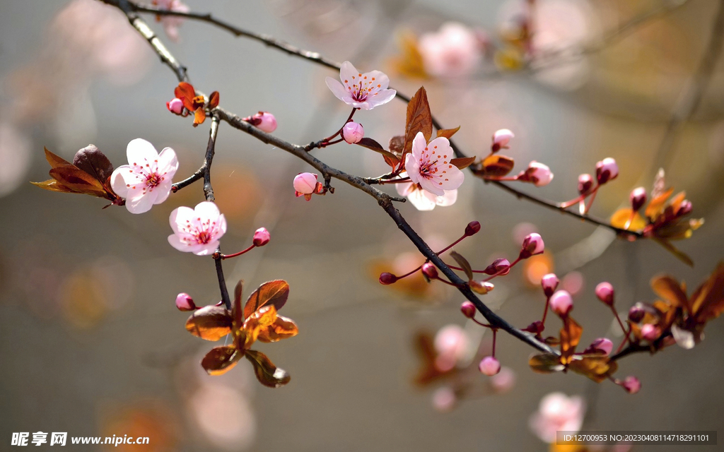 鲜花