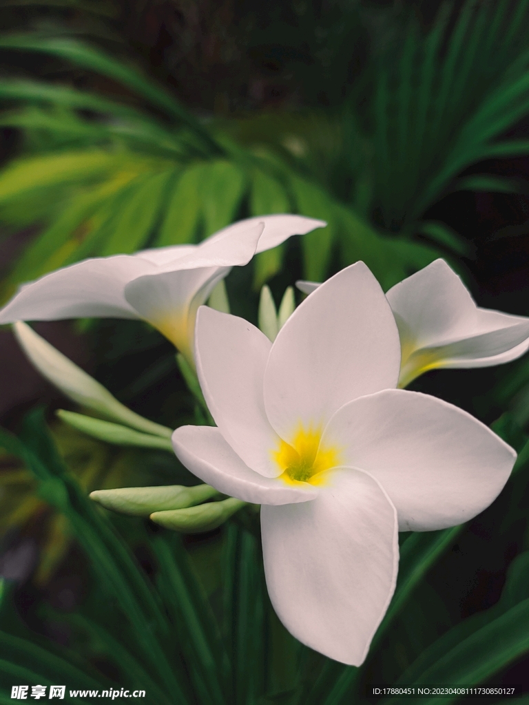 鸡蛋花