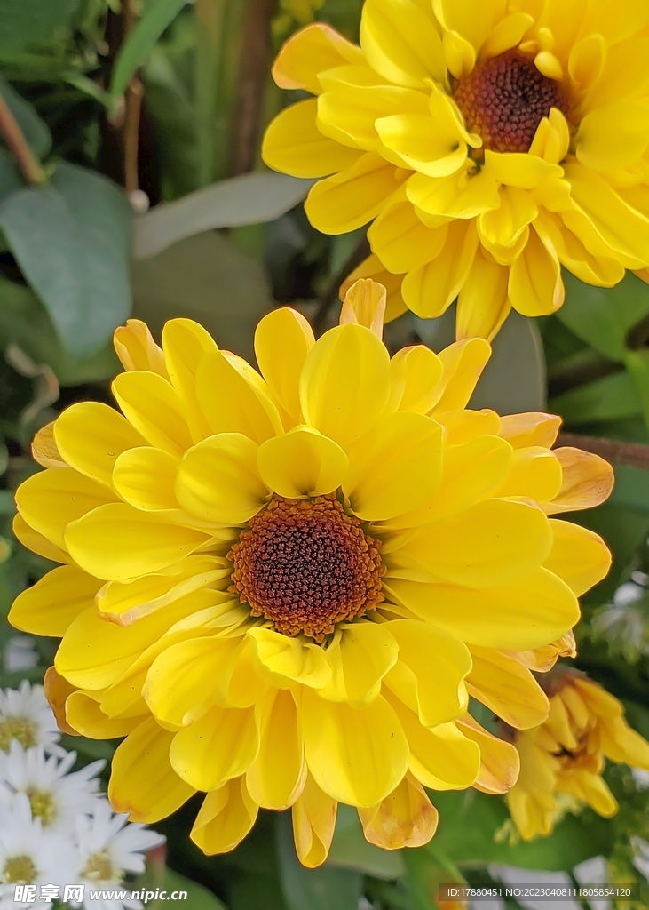 金光菊