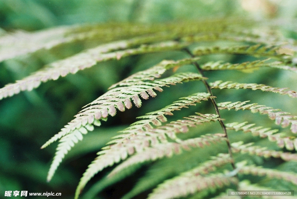 蕨类植物