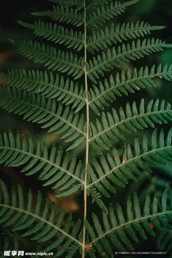 蕨类植物