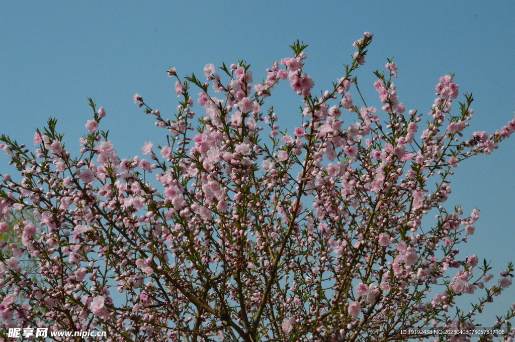 桃花 