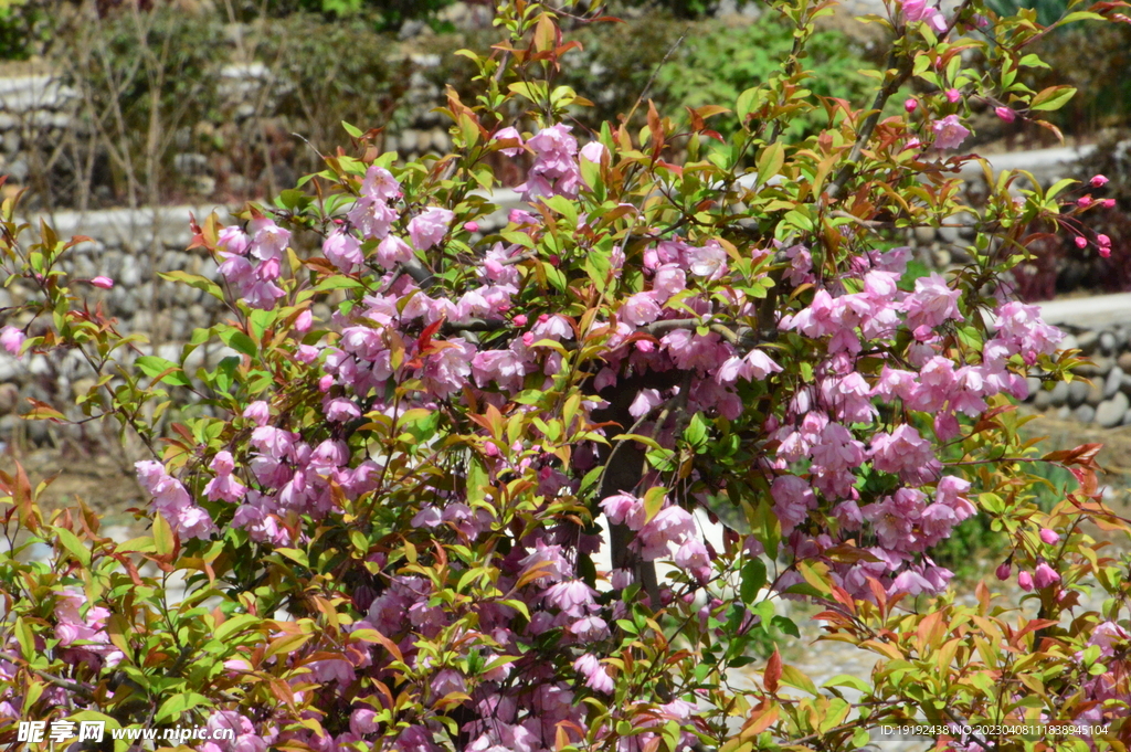 垂丝海棠花 