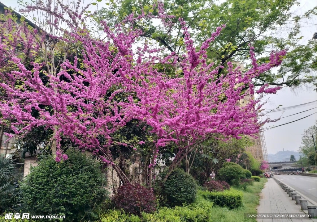 春天的风景 花卉 紫薇 