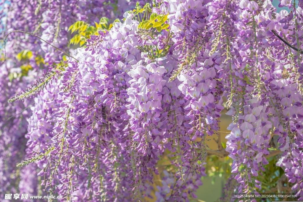 紫藤花