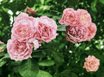 蔷薇花开