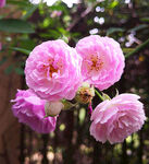 蔷薇花开
