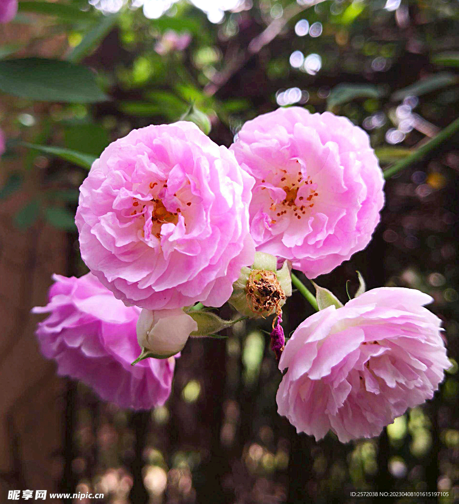 蔷薇花开