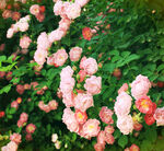 蔷薇花开