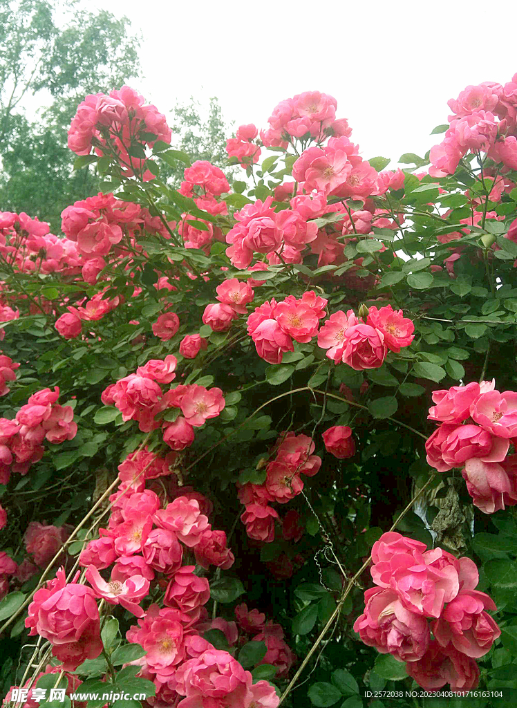 蔷薇花开