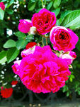 蔷薇花开