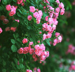 蔷薇花开