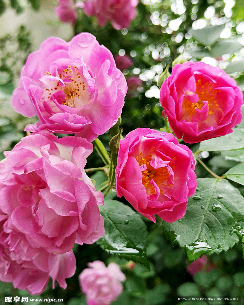 蔷薇花开