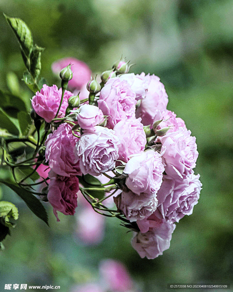 蔷薇花开