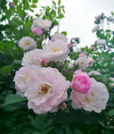 蔷薇花开