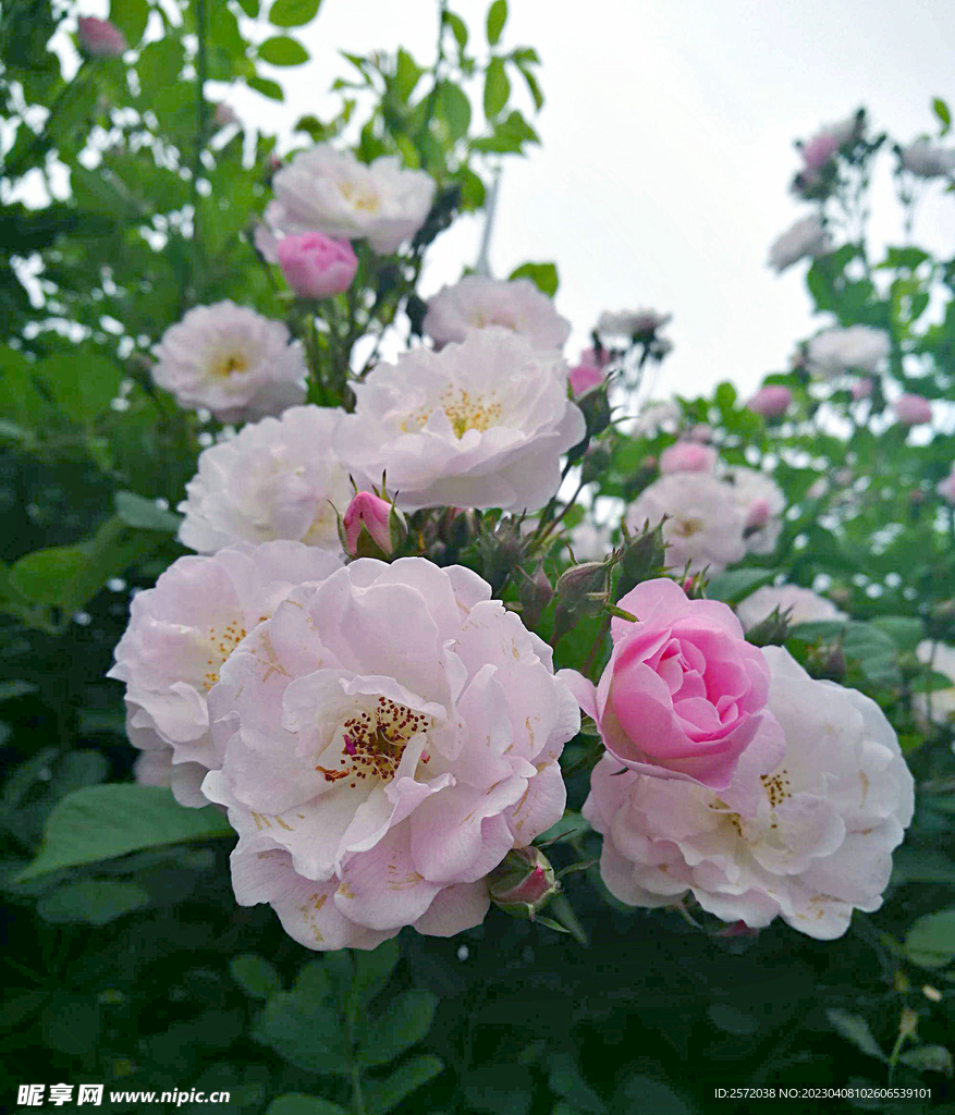 蔷薇花开