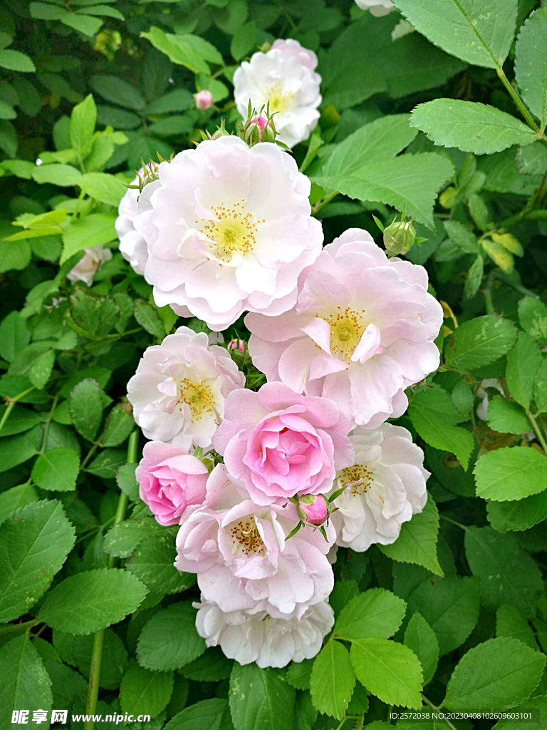蔷薇花开