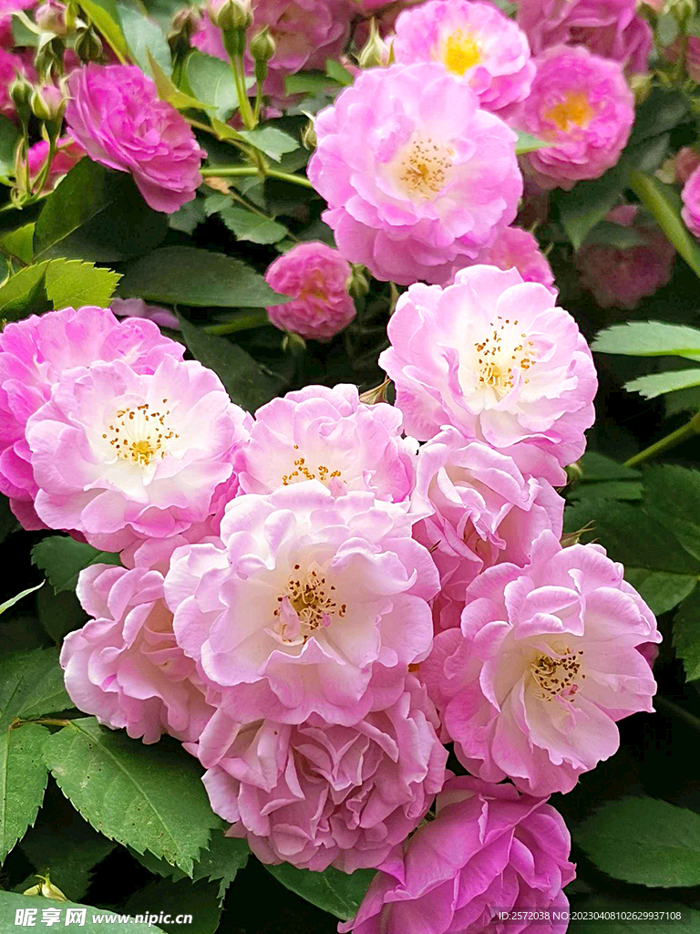 蔷薇花开
