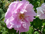 蔷薇花开