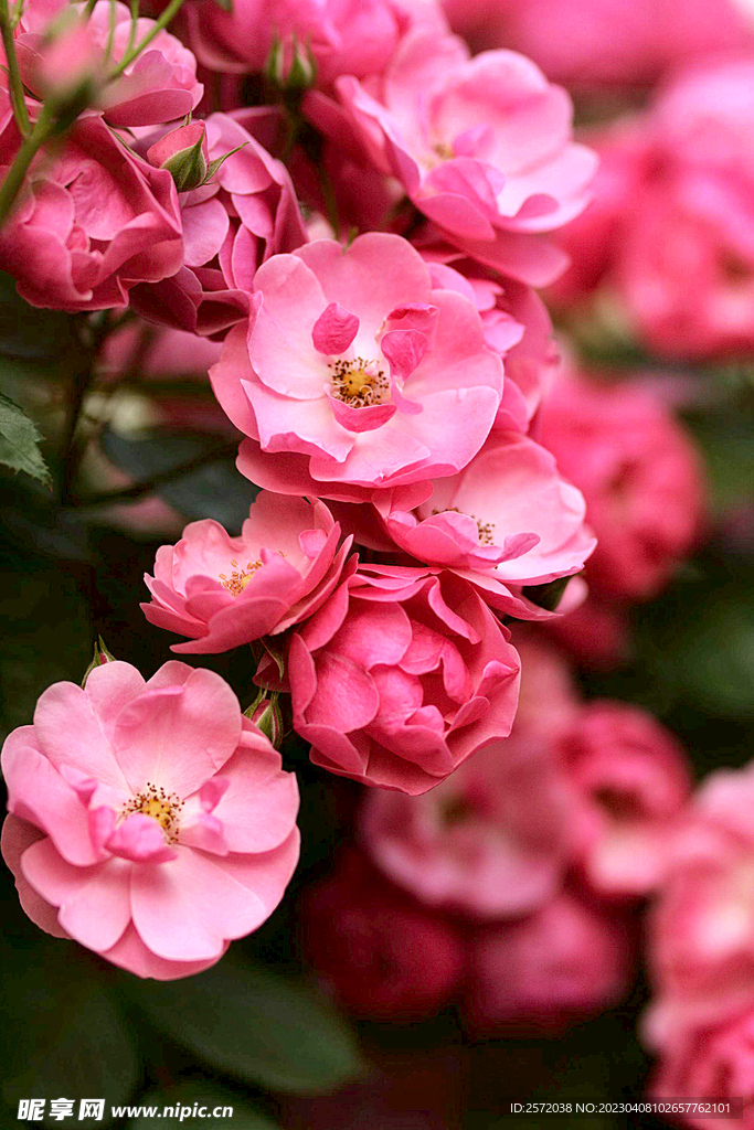 蔷薇花开