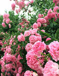 蔷薇花开