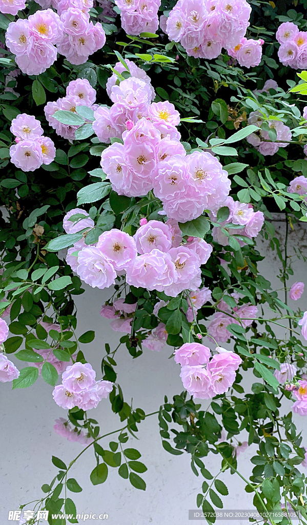 蔷薇花开