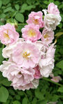 蔷薇花开